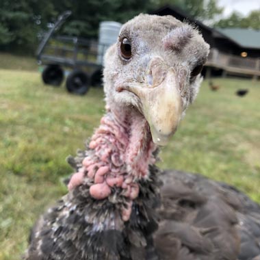 Comical portrait of Alena Sentir, which is a picture of one of her domestic chickens. Courtesy of Alena Sentir.